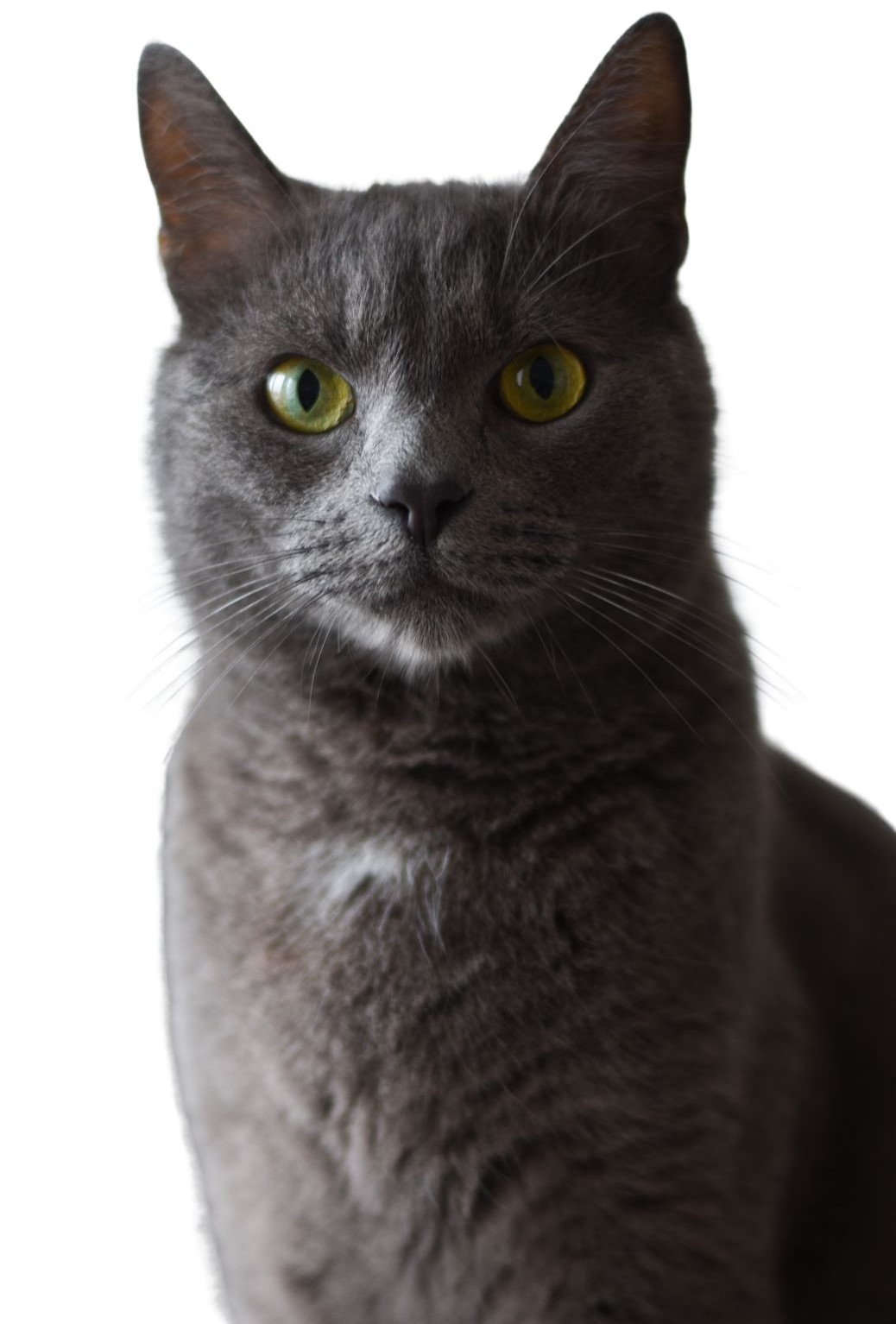 Milo the Chief Pet Officer